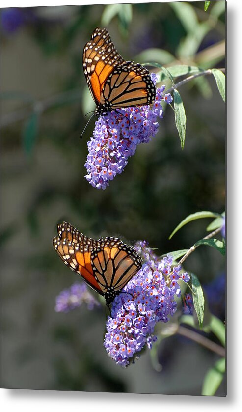 Butterfly Metal Print featuring the photograph Butterfly 28 by Joyce StJames