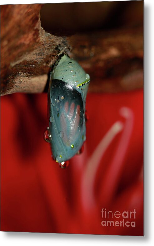 Monarch Butterfly Metal Print featuring the photograph Butterfly Chrysalis and Red Lily by Luana K Perez