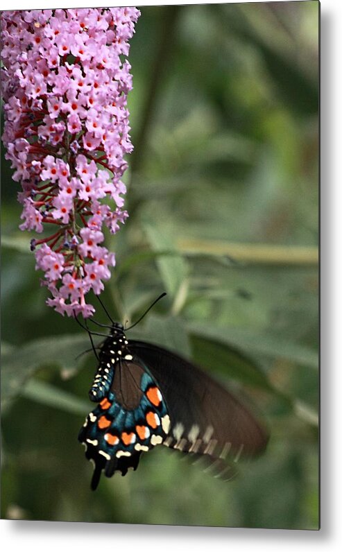 Butterfly Metal Print featuring the photograph Butterfly Delight by Cherie Duran