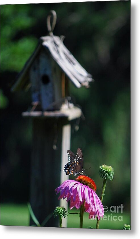 Butterfly Metal Print featuring the photograph Butterfly by Lila Fisher-Wenzel