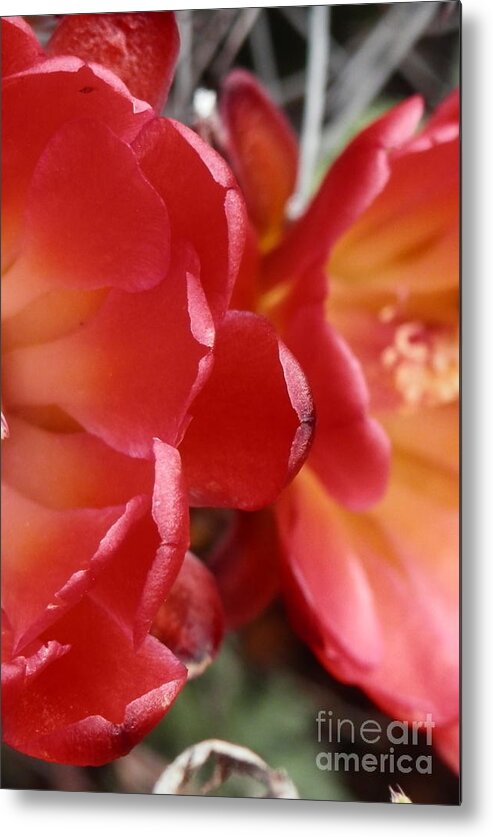 Big Wash Metal Print featuring the photograph Cactus reds by Barbara Leigh Art