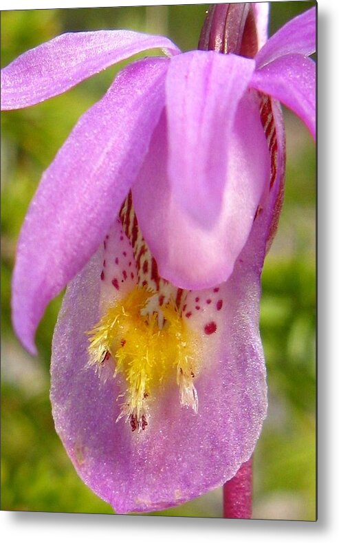 Calypso Orchid Metal Print featuring the photograph Calypso Orchid by Laurie Ward