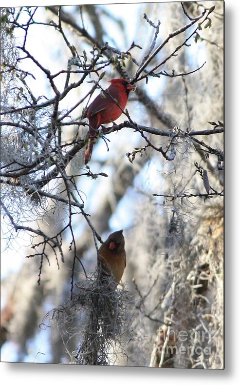 Wildlife Metal Print featuring the photograph Cardinals in Mossy Tree by Carol Groenen
