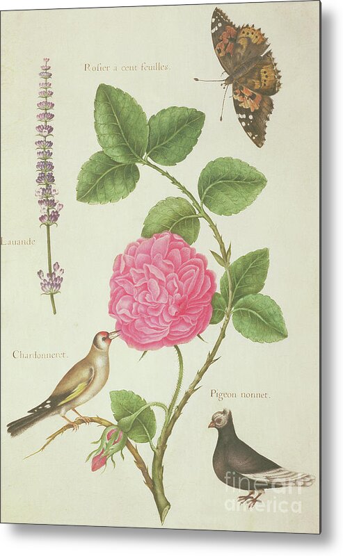 Butterfly Metal Print featuring the painting Centifolia Rose, Lavender, Tortoiseshell Butterfly, Goldfinch and Crested Pigeon by Nicolas Robert