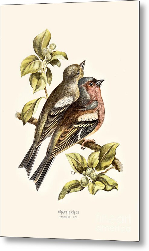 Birds Metal Print featuring the digital art Chaffinches Restored by Pablo Avanzini