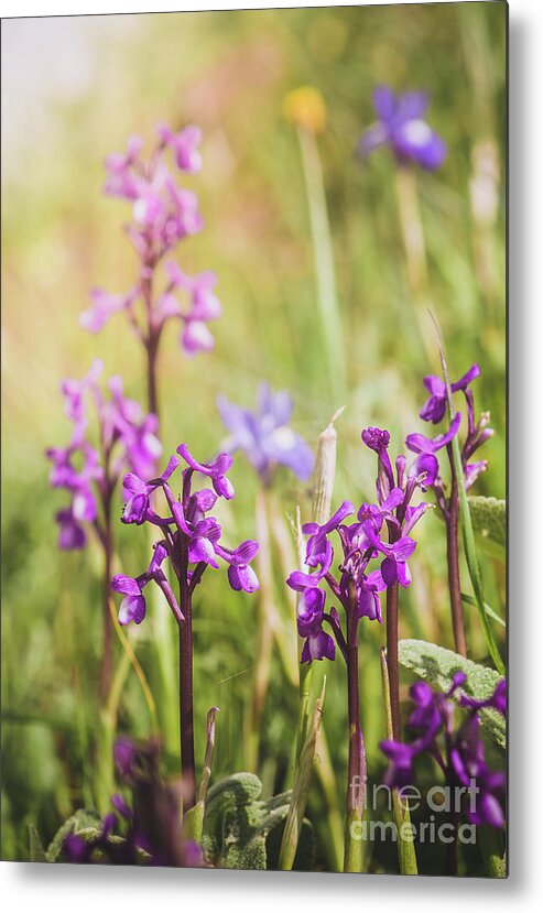 Orchis Champagneuxii Metal Print featuring the photograph Champagne's orchid , Orchis champagneuxii, Spain by Perry Van Munster