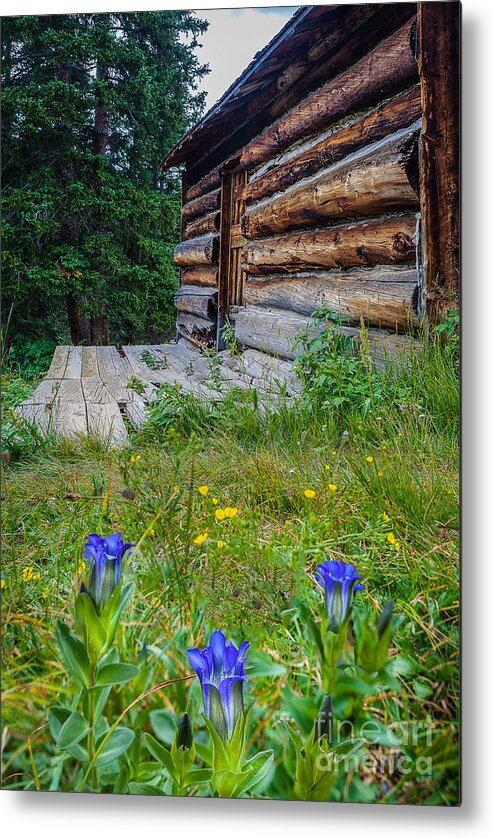 Landscape Metal Print featuring the photograph Colorado Cabin by Steven Reed