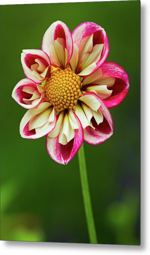 Dahlia Metal Print featuring the photograph Come Dance With Me by Juergen Roth