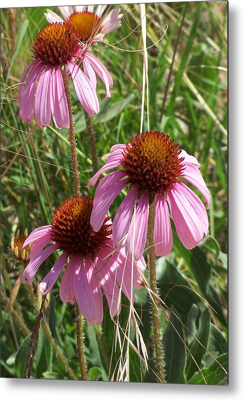 Echinacea Metal Print featuring the photograph Coneflower by JK Dooley