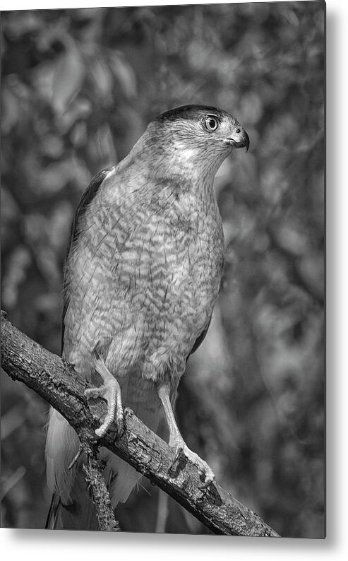 Raptor Metal Print featuring the photograph Coopers Hawk BW by Rick Mosher