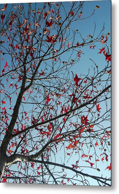 Sky Metal Print featuring the photograph Coral and Turquoise by Jean Booth