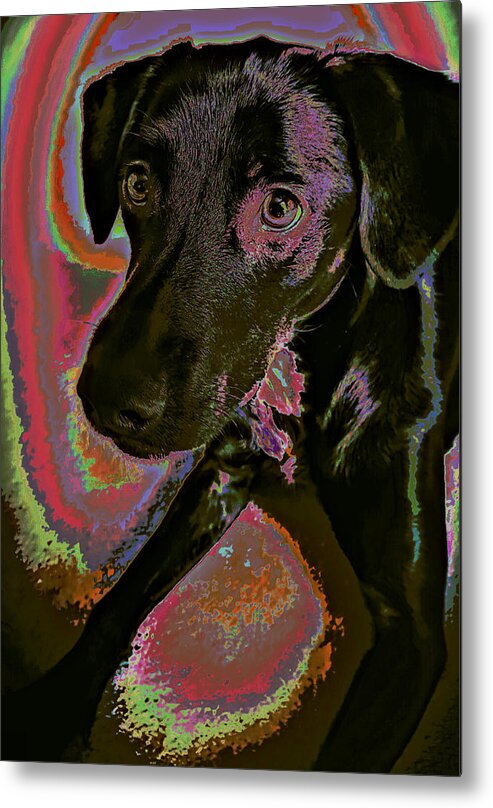 Dog Metal Print featuring the photograph Coral The Cutie by James Stoshak
