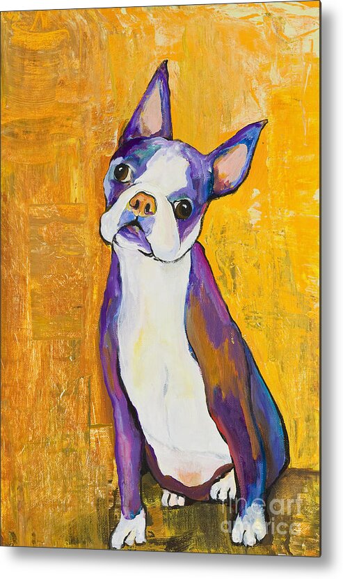 Boston Terrier Animals Acrylic Dog Portraits Pet Portraits Animal Portraits Pat Saunders-white Metal Print featuring the painting Cosmo by Pat Saunders-White