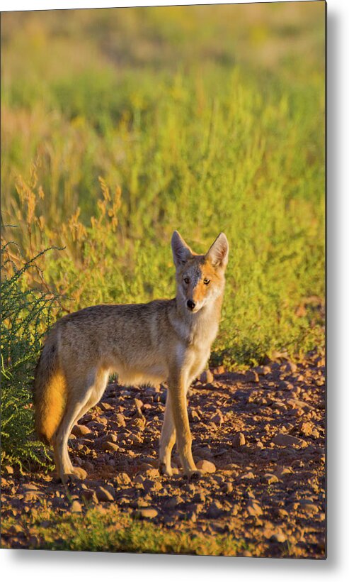 American Jackal Metal Print featuring the photograph Coyote Puppy In Sunlight by John De Bord