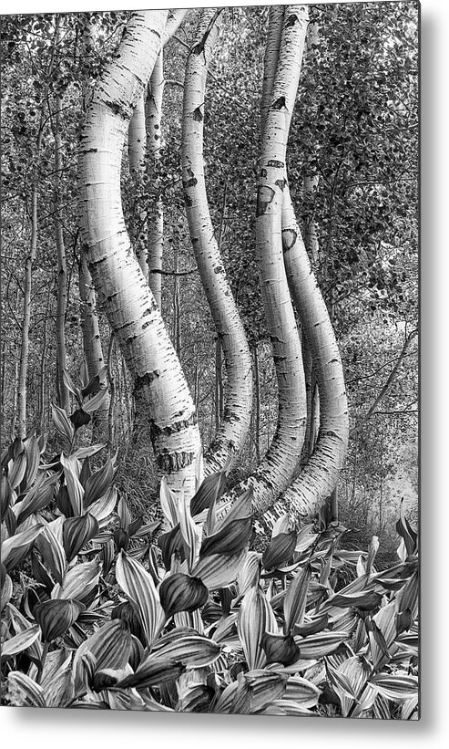 Curved Metal Print featuring the photograph Curved Aspens by Angela Moyer