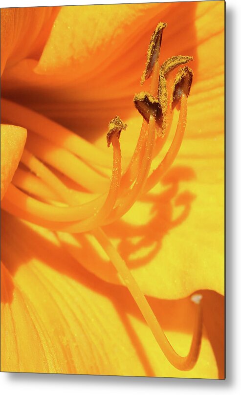 Daffodil Metal Print featuring the photograph Daffodil - Peeping Tom 07 by Pamela Critchlow