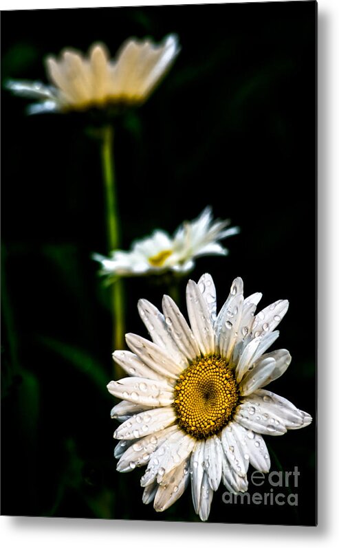 Daisy Metal Print featuring the photograph Daisy Dukes by James Aiken