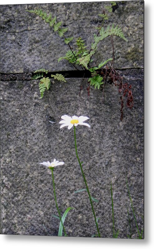 Daisy Metal Print featuring the photograph Daisy Loves Fern by Wild Thing