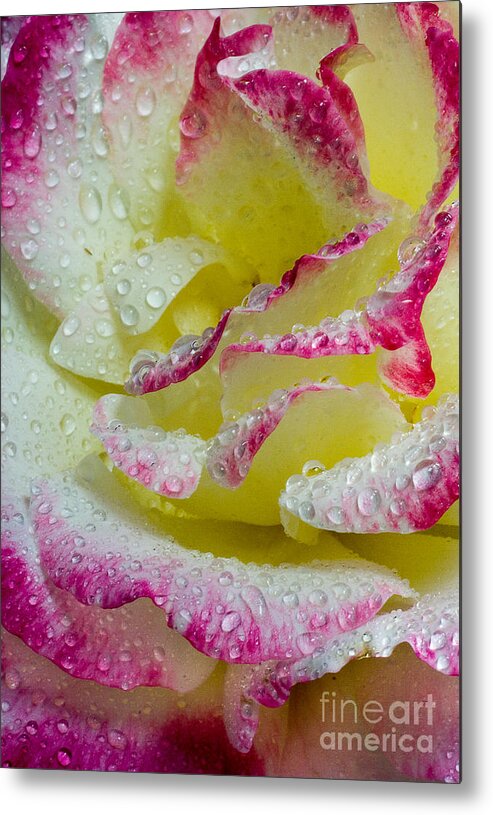 Roses Metal Print featuring the photograph Darling, My Heart by Greg Summers