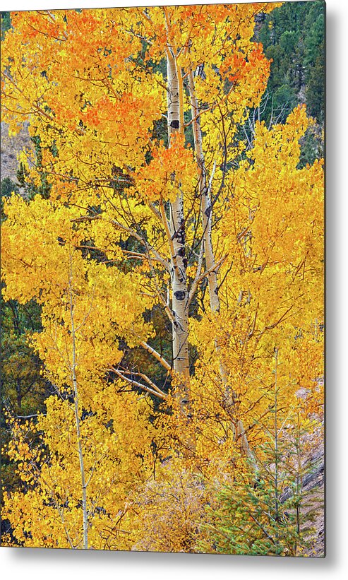 Aspen Leaves Metal Print featuring the photograph Do Not Learn How To React. Learn How To Respond. by Bijan Pirnia
