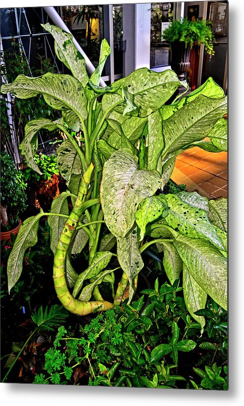 Plant Metal Print featuring the photograph Dumb Cane 001 by George Bostian