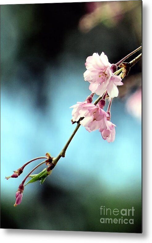 Weeping Cherry Blossoms Metal Print featuring the photograph Early Spring Weeping Cherry by Janice Drew