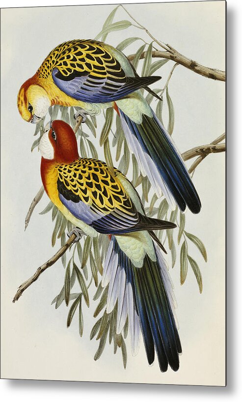 Parrot Metal Print featuring the painting Eastern Rosella by John Gould