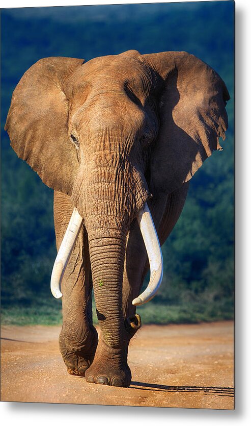 Elephant Metal Print featuring the photograph Elephant approaching by Johan Swanepoel