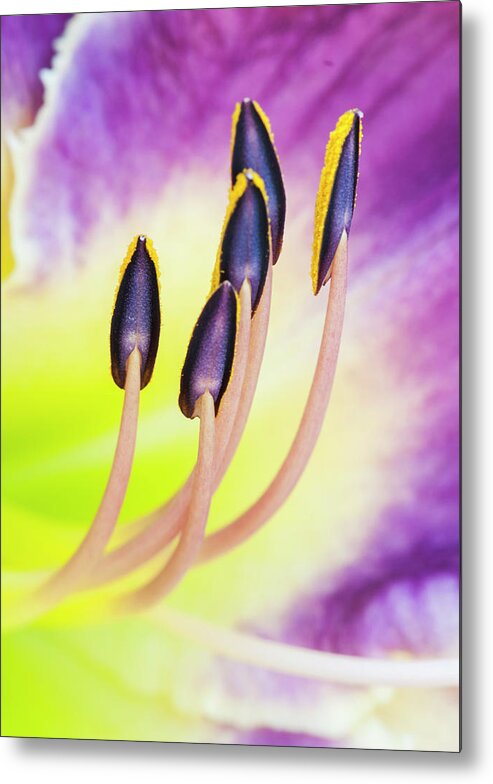 Daylily Metal Print featuring the photograph Emerging from fire. by Usha Peddamatham