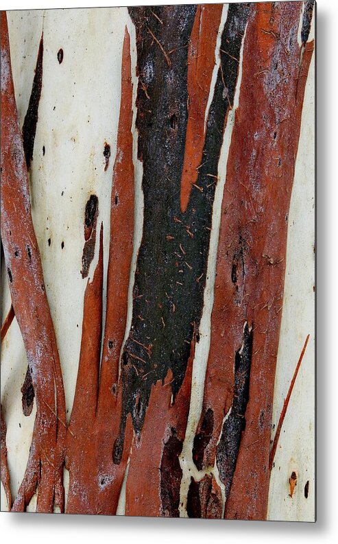 Eucalyptus Metal Print featuring the photograph Eucalyptus Bark Abstract 2 by Denise Clark