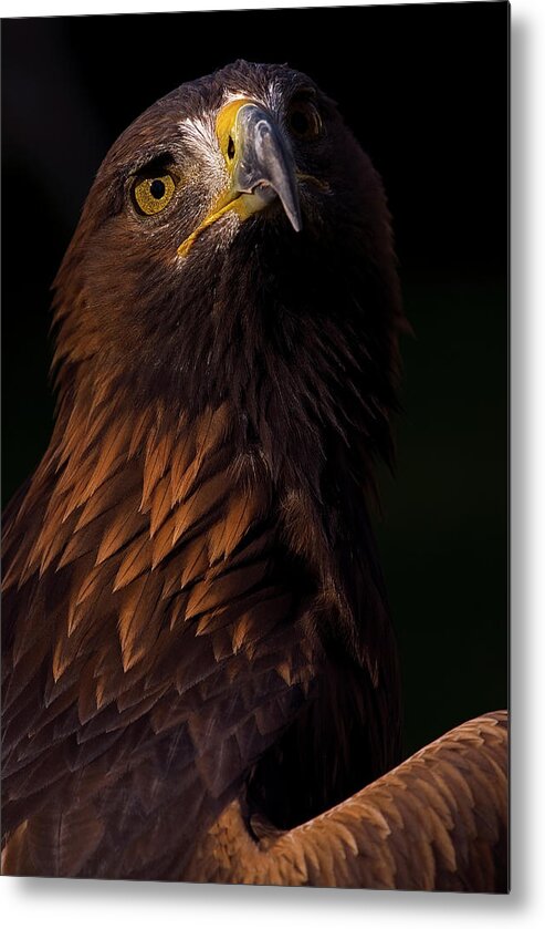 European Golden Eagle Metal Print featuring the photograph European Golden Eagle by JT Lewis