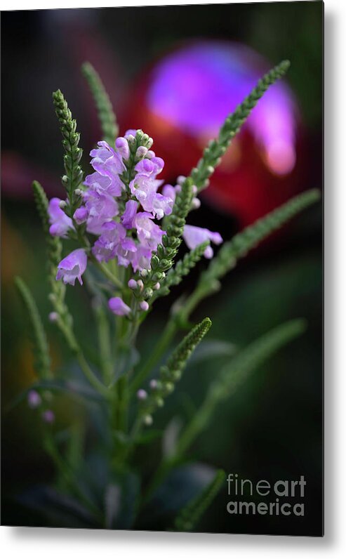 Flower Metal Print featuring the photograph Evening Light by Cathy Donohoue