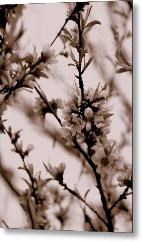 Blossoms Metal Print featuring the photograph Faded Season by Trudi Southerland