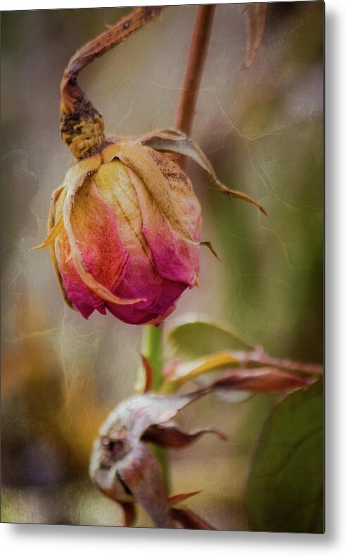 Fading Metal Print featuring the photograph Fading Color of Summer by Allin Sorenson