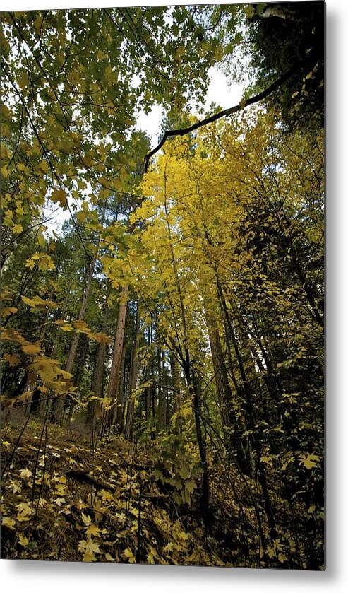 Maple Trees Metal Print featuring the photograph Fall Maple in Yosemite by Chris Brewington Photography LLC