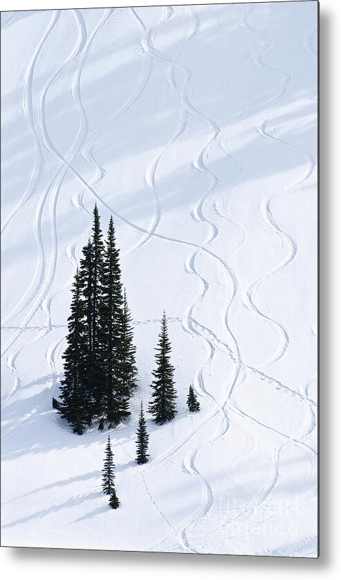 America Metal Print featuring the photograph Fir and Snow by Greg Vaughn - Printscapes