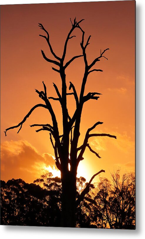 Sun Metal Print featuring the photograph Flame Tree by Nicholas Blackwell