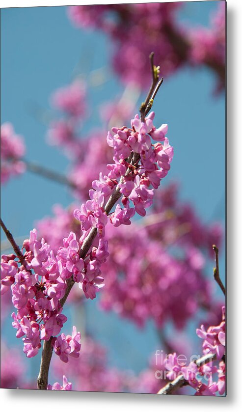 Blooming Redwood Tree Metal Print featuring the photograph Spring Blossom by Pamela Williams