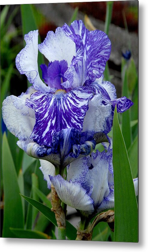 Iris Flower Metal Print featuring the photograph Flowers 735 by Joyce StJames