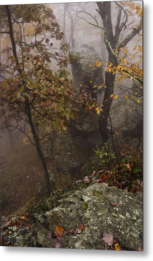 Trees In Fall Colors In The Fog Metal Print featuring the photograph Fog on the Mountain by Gregory Colvin