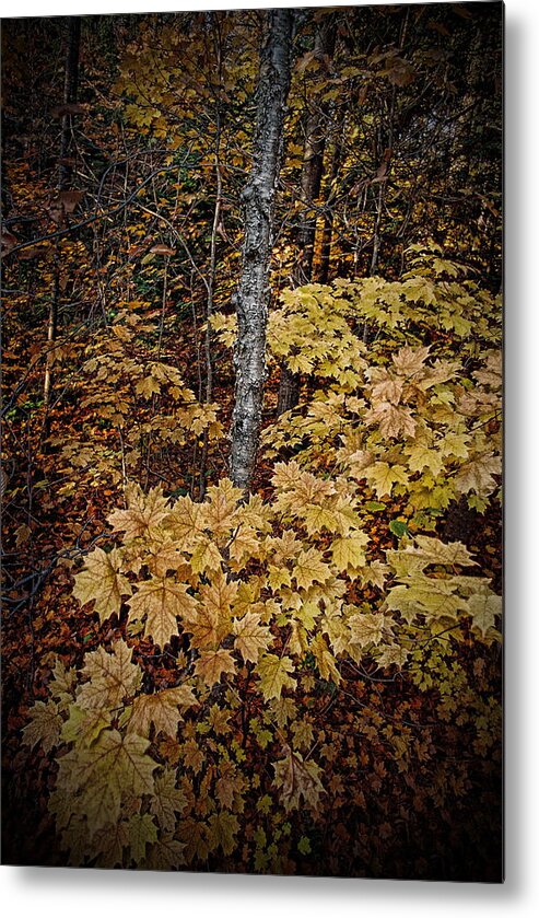Forest Metal Print featuring the photograph Forest Floor by Ron Weathers