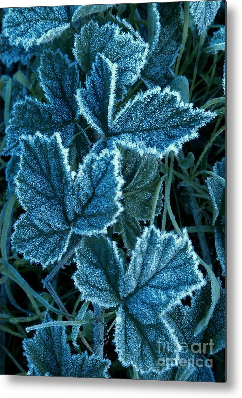 Winter Morning Metal Print featuring the photograph Frosty Ivy by Garnett Jaeger