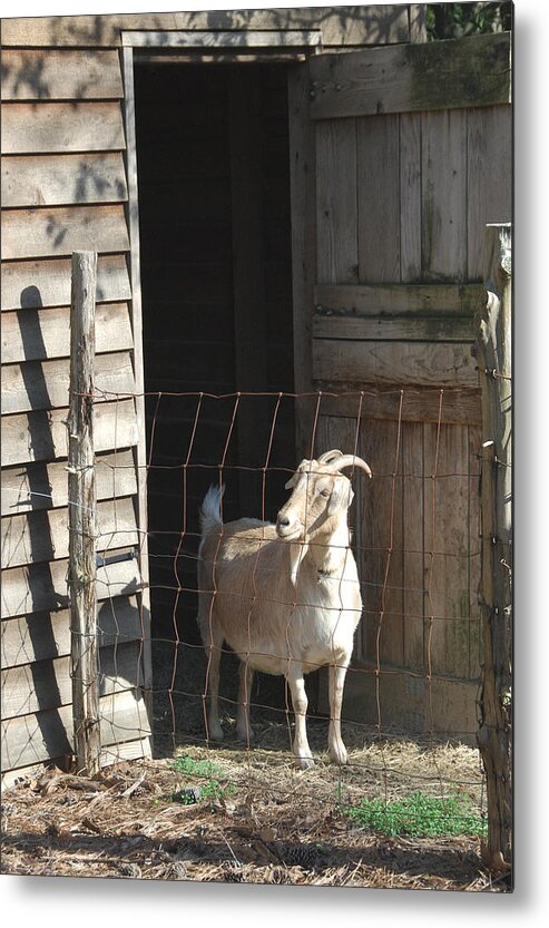 Domestic Goat Metal Print featuring the photograph Get Your Goat by Alan Lenk