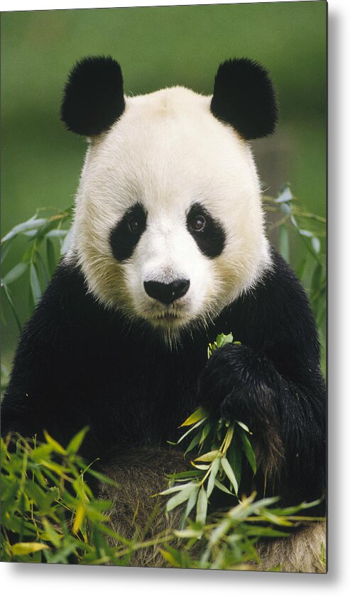 Mp Metal Print featuring the photograph Giant Panda Ailuropoda Melanoleuca by Gerry Ellis