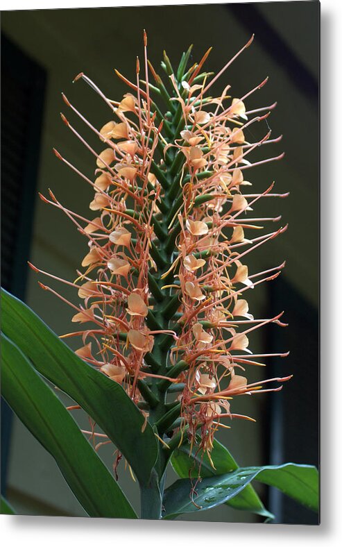 Ginger Metal Print featuring the photograph Ginger Blossom by Farol Tomson