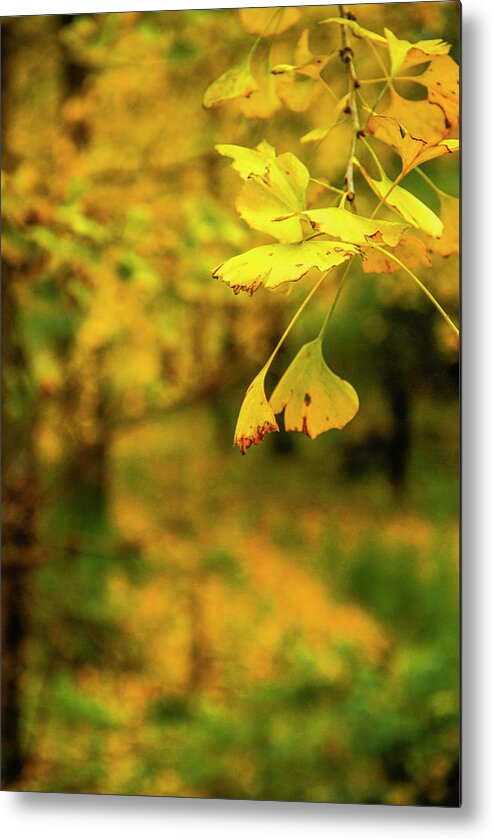 Leaf Metal Print featuring the photograph Ginkgo tree leaves in autumn by Carl Ning