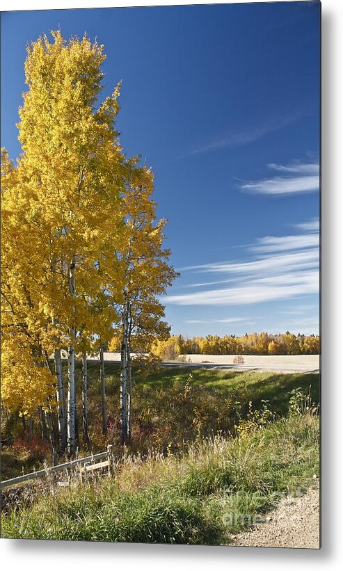 Road Metal Print featuring the photograph Golden Poplar by Linda Bianic