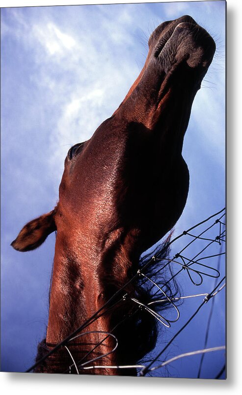 Horse Metal Print featuring the photograph Good Scratch by M Kathleen Warren