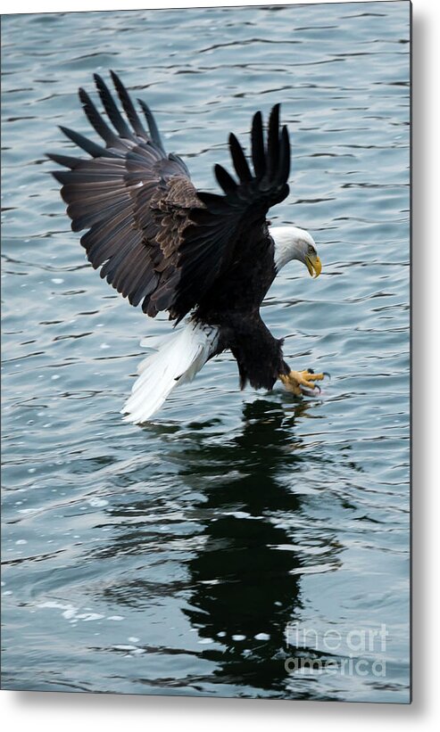 Bald Eagle Metal Print featuring the photograph Grabbing for Lunch by Michael Dawson