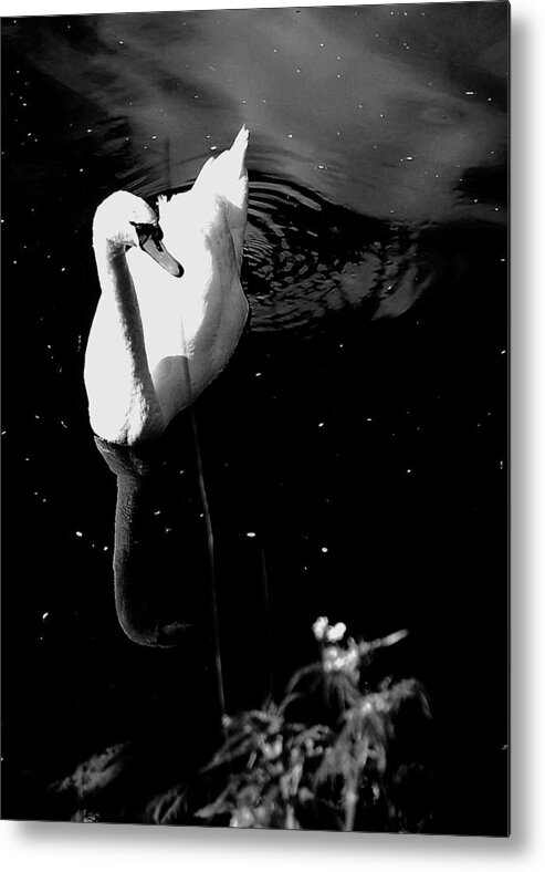 Swan Metal Print featuring the photograph Grace by HweeYen Ong